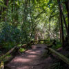 Armstrong Redwoods State Natural Reserve photo, July 2013