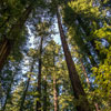 Armstrong Redwoods State Natural Reserve photo, July 2013