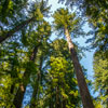 Armstrong Redwoods State Natural Reserve photo, July 2013