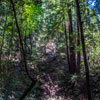 Armstrong Redwoods State Natural Reserve photo, July 2013