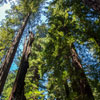 Armstrong Redwoods State Natural Reserve photo, July 2013