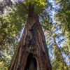 Armstrong Redwoods State Natural Reserve photo, July 2013