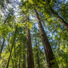 Armstrong Redwoods State Natural Reserve photo, July 2013