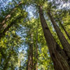 Armstrong Redwoods State Natural Reserve photo, July 2013