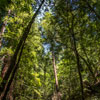 Armstrong Redwoods State Natural Reserve photo, July 2013