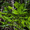 Armstrong Redwoods State Natural Reserve photo, July 2013