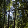 Armstrong Redwoods State Natural Reserve photo, July 2013