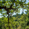 Armstrong Redwoods State Natural Reserve photo, July 2013