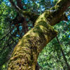 Armstrong Redwoods State Natural Reserve photo, July 2013