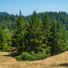 Armstrong Redwoods State Natural Reserve photo, July 2013