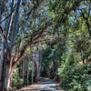 Armstrong Redwoods State Natural Reserve photo, July 2013