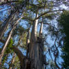 Armstrong Redwoods State Natural Reserve photo, July 2013