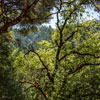 Armstrong Redwoods State Natural Reserve photo, July 2013