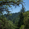 Armstrong Redwoods State Natural Reserve photo, July 2013