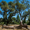 Armstrong Redwoods State Natural Reserve photo, July 2013