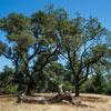 Armstrong Redwoods State Natural Reserve photo, July 2013