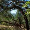 Armstrong Redwoods State Natural Reserve photo, July 2013