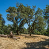 Armstrong Redwoods State Natural Reserve photo, July 2013