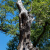 Armstrong Redwoods State Natural Reserve photo, July 2013