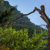 Armstrong Redwoods State Natural Reserve photo, July 2013