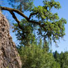 Armstrong Redwoods State Natural Reserve photo, July 2013