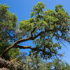 Armstrong Redwoods State Natural Reserve photo, July 2013