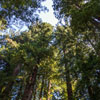 Armstrong Redwoods State Natural Reserve photo, July 2013