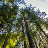 Armstrong Redwoods State Natural Reserve photo, July 2013