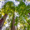 Armstrong Redwoods State Natural Reserve photo, July 2013