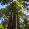 Armstrong Redwoods State Natural Reserve photo, July 2013