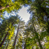 Armstrong Redwoods State Natural Reserve photo, July 2013