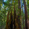 Armstrong Redwoods State Natural Reserve photo, July 2013