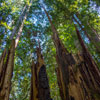 Armstrong Redwoods State Natural Reserve photo, July 2013