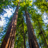 Armstrong Redwoods State Natural Reserve photo, July 2013