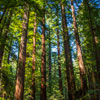 Armstrong Redwoods State Natural Reserve photo, July 2013