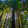 Armstrong Redwoods State Natural Reserve photo, July 2013