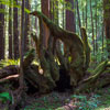 Armstrong Redwoods State Natural Reserve photo, July 2013