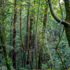 Armstrong Redwoods State Natural Reserve photo, July 2013