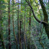 Armstrong Redwoods State Natural Reserve photo, July 2013