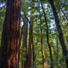 Armstrong Redwoods State Natural Reserve photo, July 2013