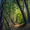 Armstrong Redwoods State Natural Reserve photo, July 2013