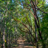 Armstrong Redwoods State Natural Reserve photo, July 2013