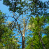 Armstrong Redwoods State Natural Reserve photo, July 2013