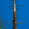 Armstrong Redwoods State Natural Reserve photo, July 2013