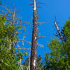 Armstrong Redwoods State Natural Reserve photo, July 2013