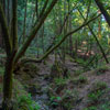 Armstrong Redwoods State Natural Reserve photo, July 2013