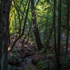 Armstrong Redwoods State Natural Reserve photo, July 2013