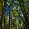 Armstrong Redwoods State Natural Reserve photo, July 2013