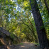 Armstrong Redwoods State Natural Reserve photo, July 2013