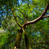 Armstrong Redwoods State Natural Reserve photo, July 2013